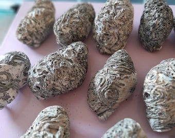 Irlandzkie skamieniałe muszle rurkoczułkowca: wyjątkowe dekoracyjne muszle, dekoracja nadmorska, zestaw 8 elementów