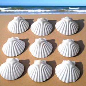Könnte beinhalten: Neun weiße Jakobsmuscheln auf einem Sandstrand mit dem Meer im Hintergrund angeordnet. Die Muscheln sind gleichmäßig verteilt und haben eine gerippte Textur. Das Bild ist in natürlichem Licht aufgenommen, mit Schatten.