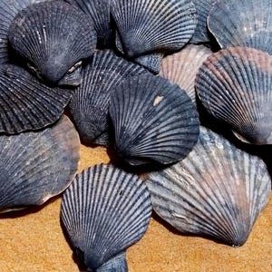 May include: A close-up of several seashells, mainly grey and tan in colour. The shells display a ribbed, fan-like pattern, with some showing touches of pink and brown. They are arranged on a sandy surface, creating a natural, coastal theme.