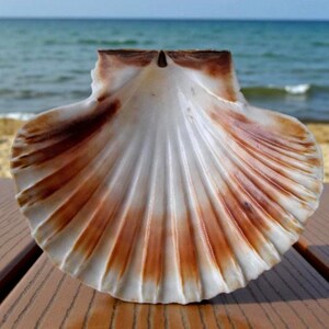 May include: A large scallop shell, displaying a white interior with brown and orange stripes radiating outwards. The shell's textured edges are visible. The background shows the sea and a wooden surface, creating a natural, coastal aesthetic.