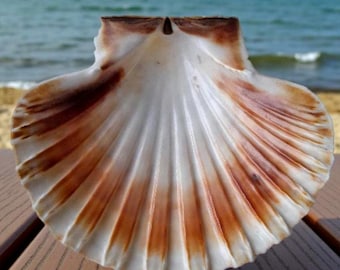 May include: A large, open seashell with a fan-like shape. The shell features a white interior with radiating brown and orange stripes. The exterior edges are textured, and the shell is set against a blurred background of the ocean and a wooden surface.