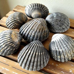 Irländska svarta taggar, hjärtmusslor, snäckskal, tillbehör för konst, hantverk, smycken, bröllopspresenter, strand, heminredning, vindspel, ljusstakar