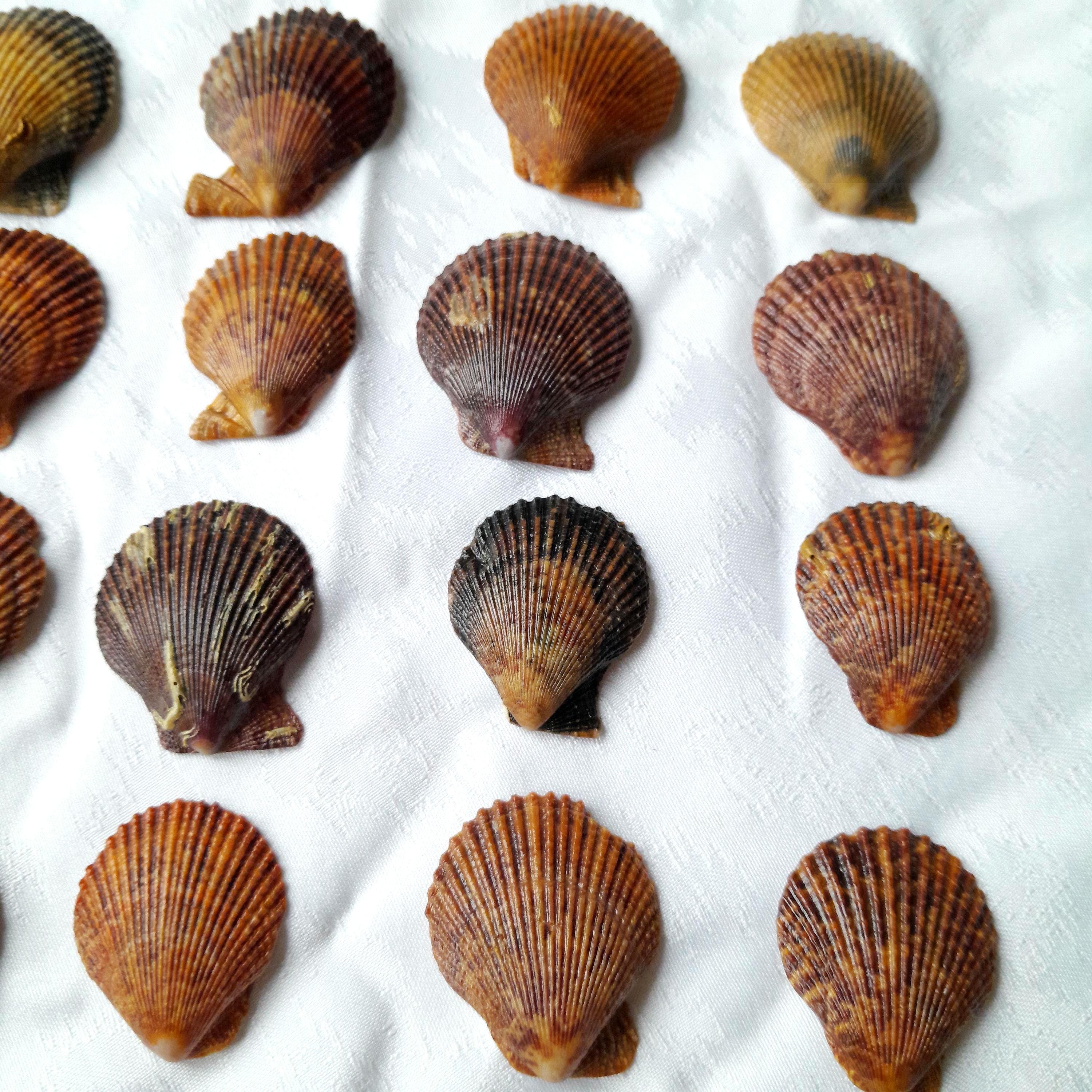 Shells Rich In Irish Variegated Scallop Shells 20 Pcs Wholesale Beautiful Rich Mixed ...