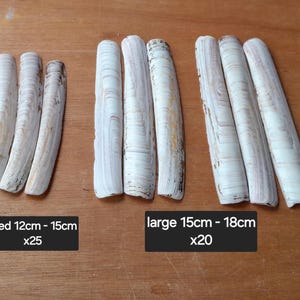 Könnte beinhalten: Eine Auswahl länglicher, cremefarbener Muschelschalen in verschiedenen Größen, von klein (10cm-12cm) bis extra groß (18cm-19cm). Textetiketten zeigen Größen und Mengen an: sml, med, large und xlarge. Die Schalen liegen auf Holz.