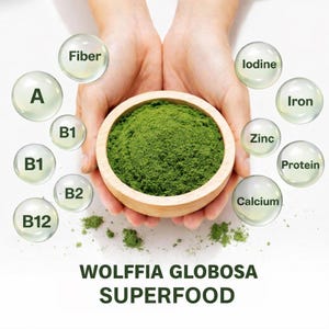 May include: A wooden bowl filled with green Wolfia Globosa superfood, held by two hands. Surrounding the bowl are bubbles with the words "Fiber", "Iodine", "Iron", "Zinc", "Protein", "Calcium", and vitamins A, B1, B2, and B12. The text "WOLFFIA GLOBOSA SUPERFOOD" is at the bottom.