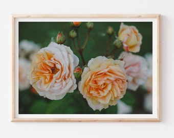 Coral Peach Roses Photography Print, Colorful Floral Wall Art, Botanical Master Bedroom Wall Decor, Orange Peach Flowers Poster, Peach Decor