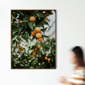 Orange Tree Poster, Orange Tree Print, Orange Fruit Poster Print, Orange Tree Photography, Kitchen Fruit Tree Art, Fruit Photography Print image 4