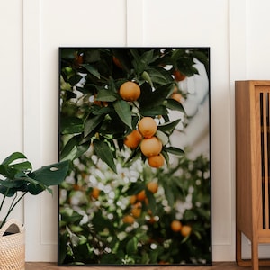 Orange Tree Poster, Orange Tree Print, Orange Fruit Poster Print, Orange Tree Photography, Kitchen Fruit Tree Art, Fruit Photography Print image 3