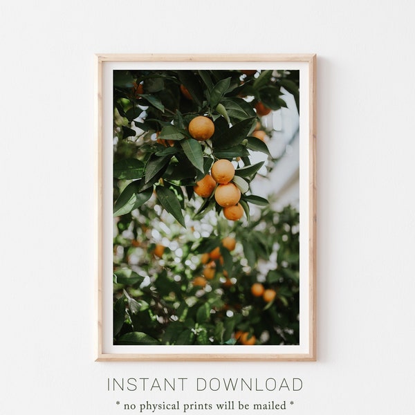 Downloadable Fruit Prints, Orange Tree Photography, Orange Tree Photo, Orange Fruit Poster, Orange Fruit Print, Fruit Plants Photos, Citrus