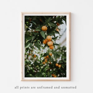 Orange Tree Poster, Orange Tree Print, Orange Fruit Poster Print, Orange Tree Photography, Kitchen Fruit Tree Art, Fruit Photography Print image 1