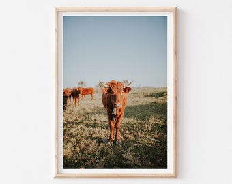 Cow Photography Print, Large Cow Wall Art Print, Cattle Prints, Large Farmhouse Wall Decor, Rustic Farm Animal Print, Farmhouse Barn Prints