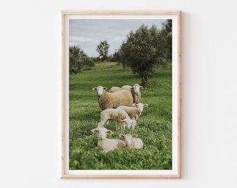 Sheep Farm Animals Photography Print, Baby Sheep Nursery Art, Farmhouse Wall Art, Farmhouse Rustic Country Wall Decor, White Green Landscape