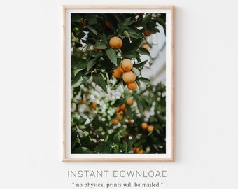 Downloadable Fruit Prints, Orange Tree Photography, Orange Tree Photo, Orange Fruit Poster, Orange Fruit Print, Fruit Plants Photos, Citrus