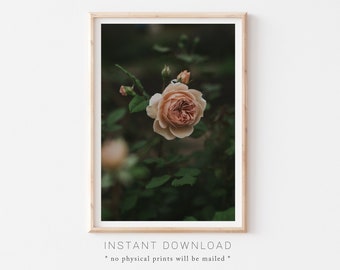 Peach Rose Print, Dark Peach Rose, Printable Botanical Art, Coral Flower Wall Art, Peach Rose Fine Art, Orange Flowers, Flower Photography