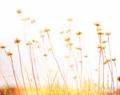 Seaside Flora, Red Yellow, Golden, Landscape Photo, Seaside Print, Seashore Photo, Dry Flowers Print, Flower Art Print - Summer Breeze