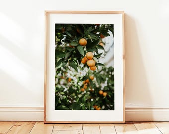 Orange Tree Poster, Orange Tree Print, Orange Fruit Poster Print, Orange Tree Photography, Kitchen Fruit Tree Art, Fruit Photography Print