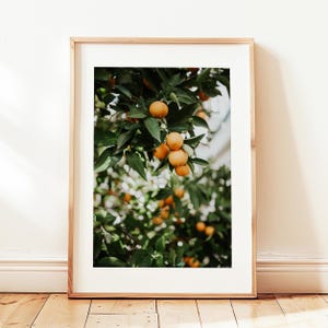 Downloadable Fruit Prints, Orange Tree Photography, Orange Tree Photo, Orange Fruit Poster, Orange Fruit Print, Fruit Plants Photos, Citrus