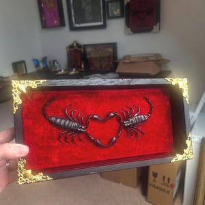love heart giant forest scorpion taxidermy frame