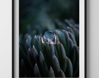 Water Droplet Succulent Wall Art Printable – Minimal Botanical Nature Photo, Digital Download