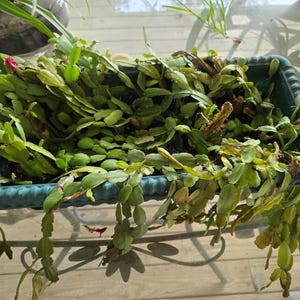 Christmas Cactus