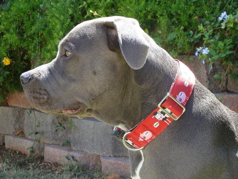 Giant Breed Dog Collar 1.5 width Quick Release or Etsy