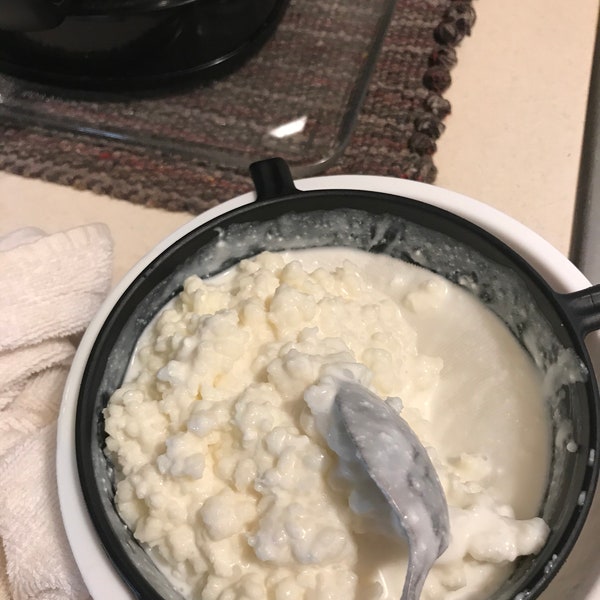 Healthy Milk Kefir Grains, 1 overfilled Tablespoon, Probiotic Culture