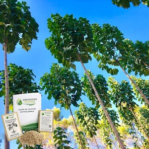 Paulownia Seeds / Graines Hybrid - Tomentosa Z07 9501 9502 9503 Elongata ShanTong Fortunei - Princess Tree, Royal Empress Tree