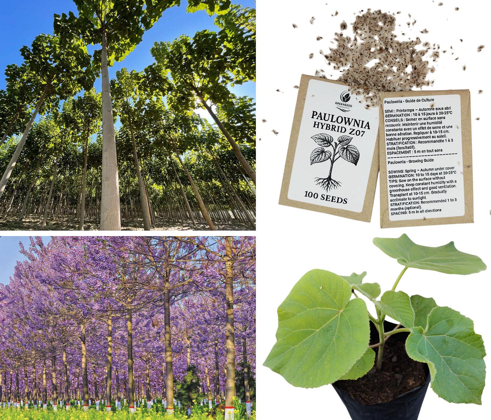 Buy Paulownia Elongata - Royal Empress Tree - 1500 Seeds Gift Online in India Buy Paulownia Elongata - Royal Empress Tree - 1500 Seeds Gift Online in India