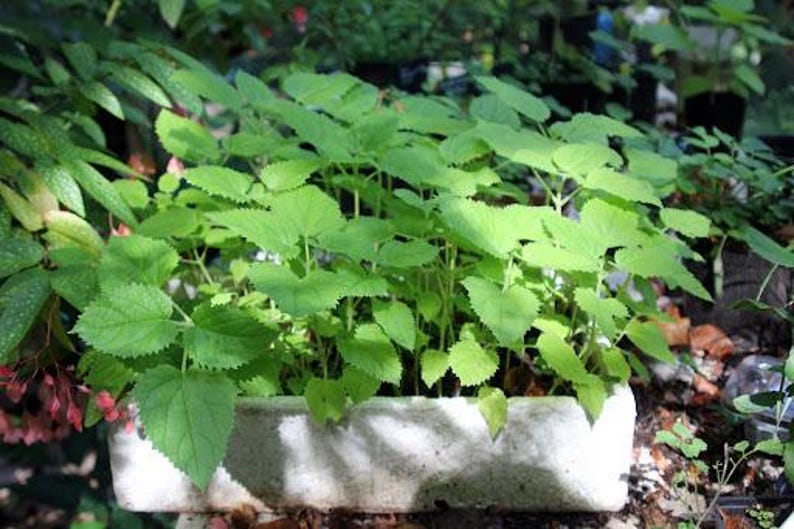 Paulownia 9501 – 10 To 100,000 Seeds Hybrid - Kiribaum, Princess Tree, Royal Empress Tree, Fastest Growing Tree In The World - Foto 12