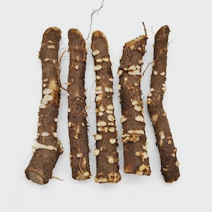 Paulownia – Raíces / Esquejes / Clones 12-15 cm – Z07 – Shantong – 9501 – 9503 – Elongata – Tomentosa – Paulownia certificada