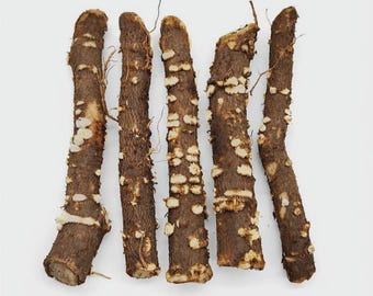 Paulownia – Raíces / Esquejes / Clones 12-15 cm – Z07 – Shantong – 9501 – 9503 – Elongata – Tomentosa – Paulownia certificada