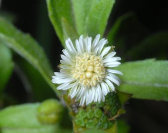 Dormidera Planta. Morivivi Planta. Dormidera Plant. Mimosa Pudica Plant.  Shameplant. Sensitive Plant. - Etsy