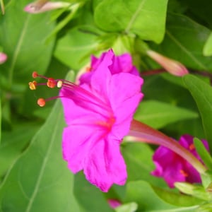 May include: Close-up of a vibrant pink four o'clock flower in full bloom, surrounded by lush green leaves. The flower's delicate petals and prominent stamens are in sharp focus, creating a striking contrast against the blurred background.