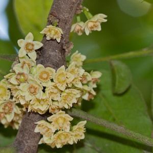 May include: Close-up of a tree branch with clusters of small, pale yellow flowers. The flowers have a star-like shape with a darker center. The branch is brown, and green leaves are visible in the background.
