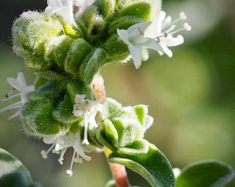 Mejorana. Planta Mejorana. Marjoram