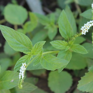 Alacrancillo Ramas Frescas. Alacrancillo fresh cuttings. Spiritual Cleansing Herbs