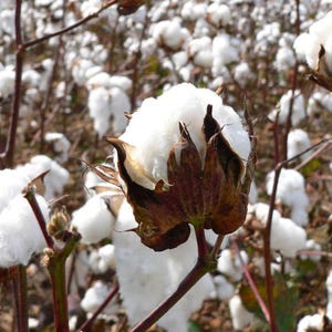 May include: Close-up of a cotton plant with a fluffy white cotton boll. The boll is surrounded by brown bracts and sits on a reddish-brown stem. The background shows a field of cotton plants.