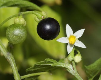 Hierba Mora Ramas Frescas. Black nightshade fresh cuttings. Hierba Mora. Yerba Mora