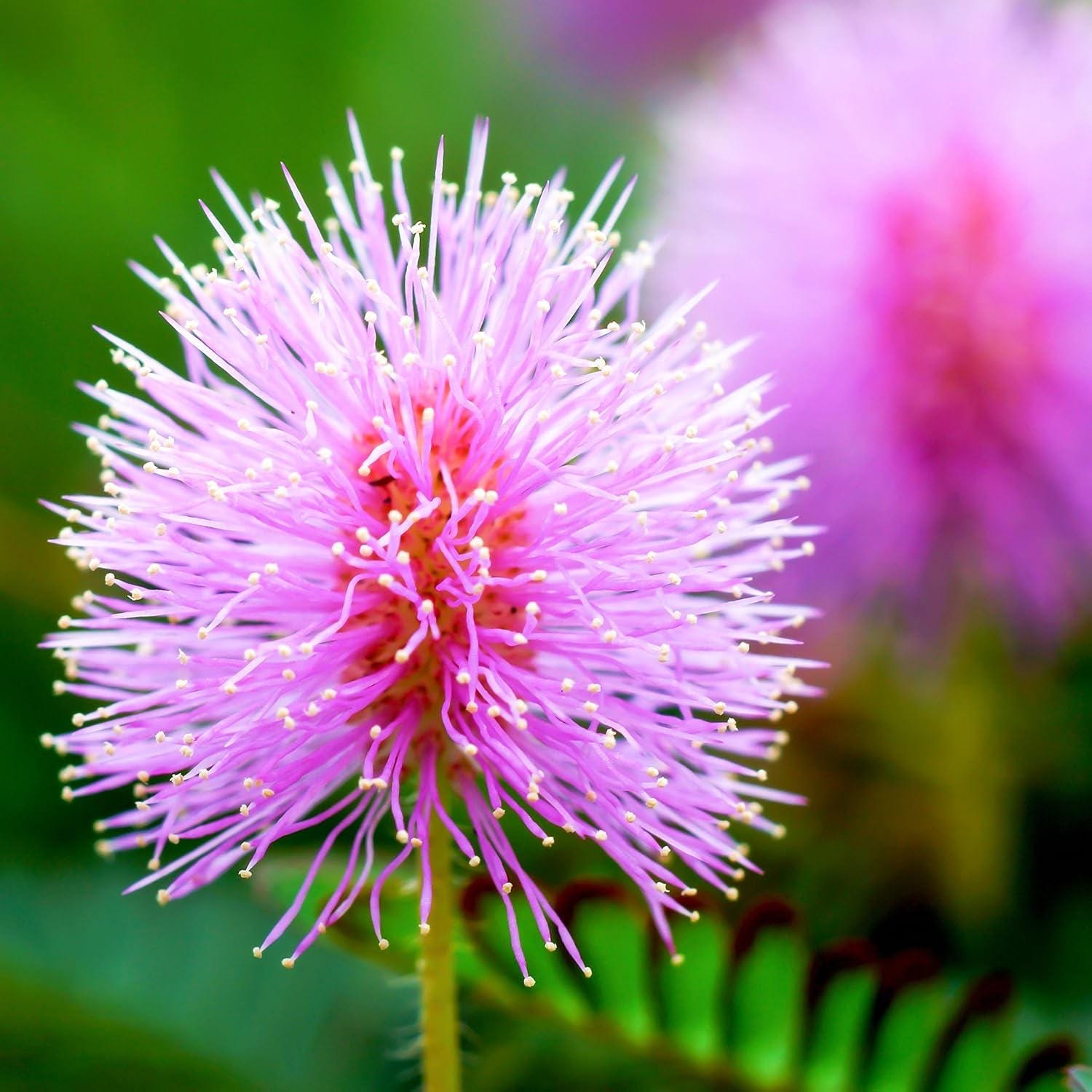 Dormidera planta. Morivivi planta. Dormidera plant. Mimosa pudica plant.  Shameplant. Sensitive plant.