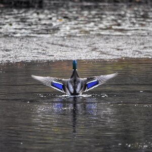 Déployez vos ailes