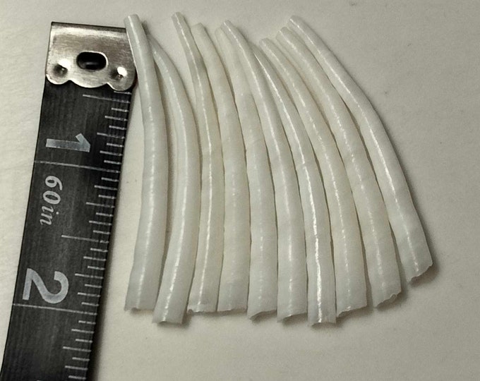 Dentalium Shell