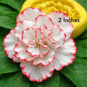 Carnation Flower Mold Silicone Guest Soap DIY Melt and Pour Freeze and Fuse Glass Polymer Clay Resin Chocolate Baking Tool Fondant