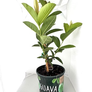 Pink Guava Tree: Live Tropical Fruit Tree (1 Gallon Pot)