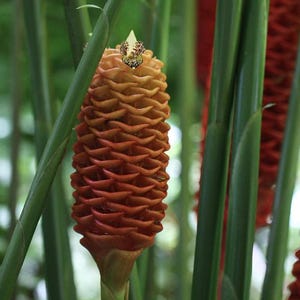 May include: A close-up of a ginger flower with a cone-like shape, displaying a gradient of colors from yellow to orange-red. The flower is surrounded by green stalks and leaves, creating a natural, botanical theme.