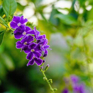May include: Close-up of a cluster of vibrant purple flowers with white edges, set against a blurred green background of leaves. The flowers are in full bloom, showcasing their delicate petals and yellow centers. The image captures the beauty of nature.