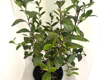 Tea Plant Camellia sinensis Live Shrub in 6 inch Pot Grow Your Own Black, Green & Oolong Tea Permaculture  Patio Garden Herb