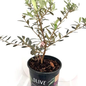 May include: An olive tree sapling in a black plastic pot. The tree has slender branches with green and dark green leaves. The pot has the word "OLIVE" printed on it, along with other text and a graphic of olives. The pot is filled with dark soil.