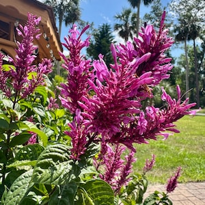 May include: A close-up of a vibrant pink flower cluster with green leaves. The flowers are in bloom and have a delicate, feathery texture. The background features a blurred view of palm trees and a blue sky.