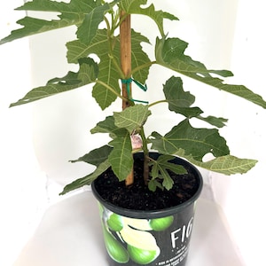 Fig Tree Beers Black Sweet Rich Fruit - 1 Gallon Pot
