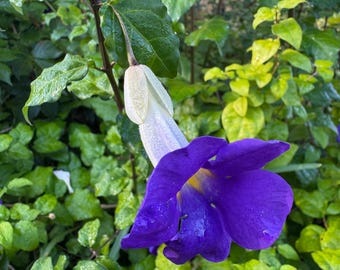 king's mantle from c lippings King's Mantle Cuttings | 7 Unrooted Thunbergia Erecta, Purple Blooms